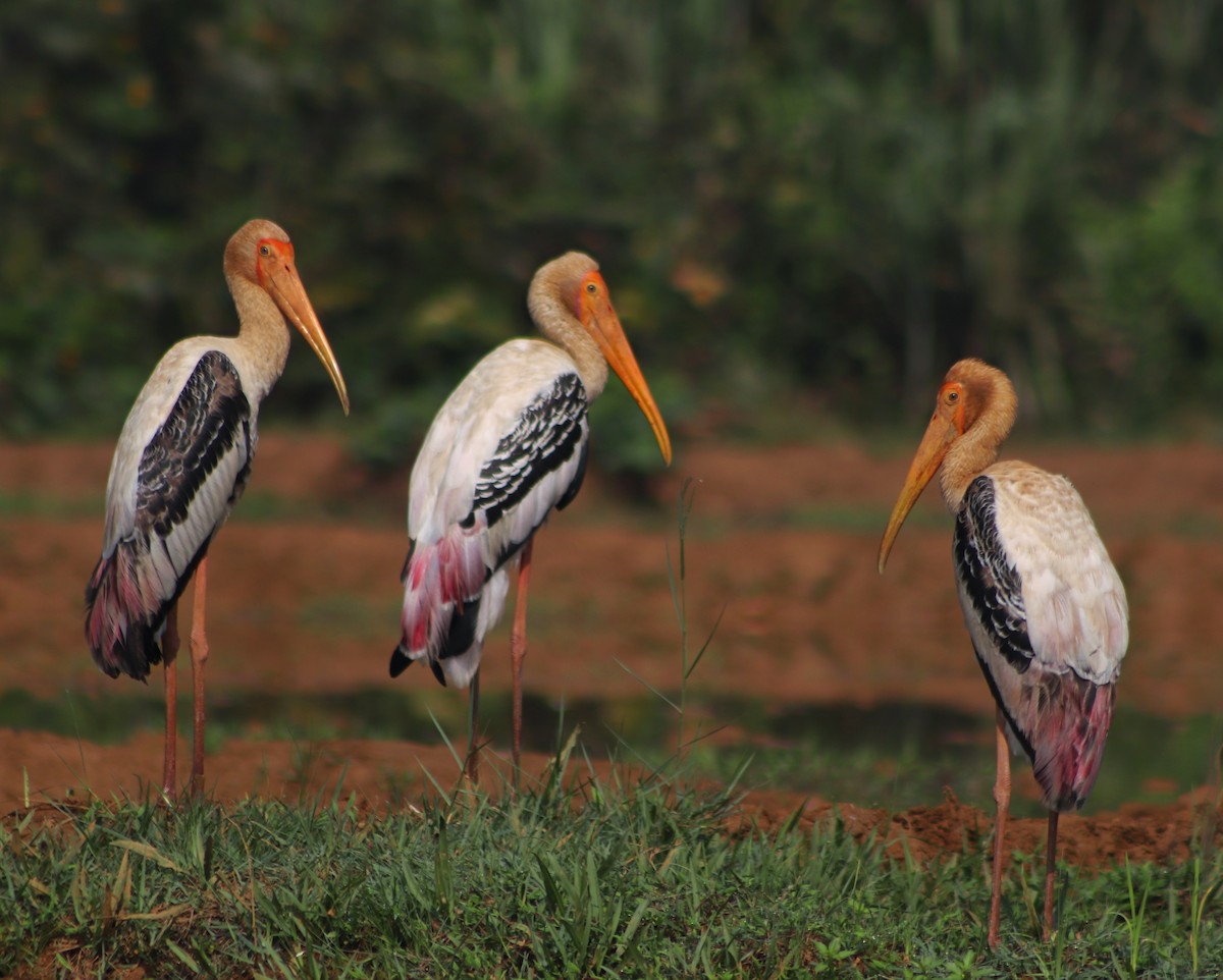 Painted Stork - Shameer Kodiyathur