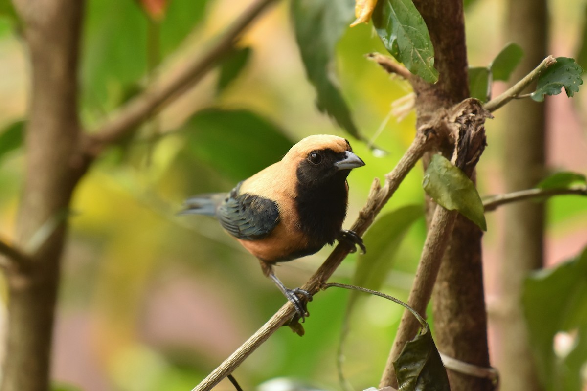 Burnished-buff Tanager - ML616141627