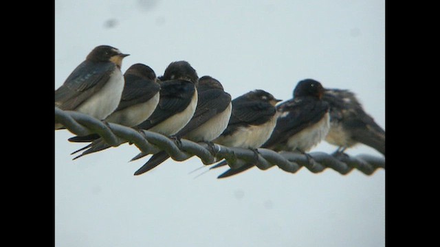 Barn Swallow (White-bellied) - ML616141699