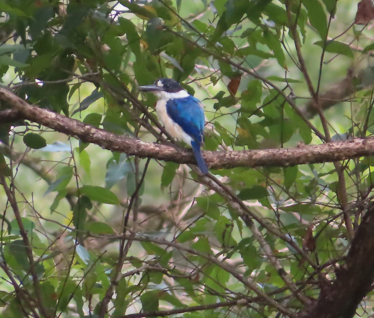 Forest Kingfisher - ML616141778