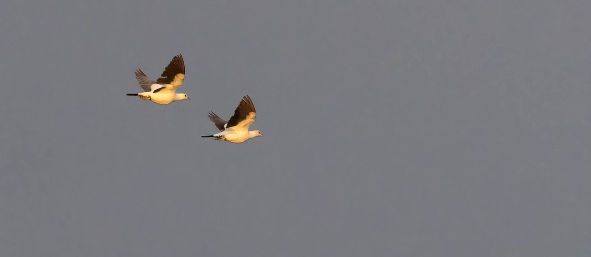 Torresian Imperial-Pigeon - Tanya Hattingh