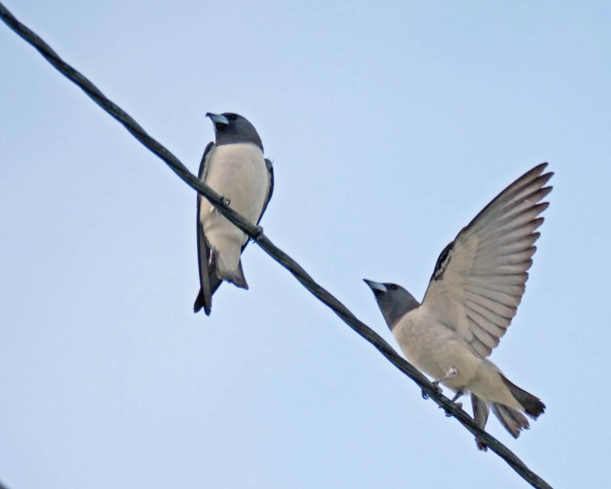 White-breasted Woodswallow - Tini & Jacob Wijpkema