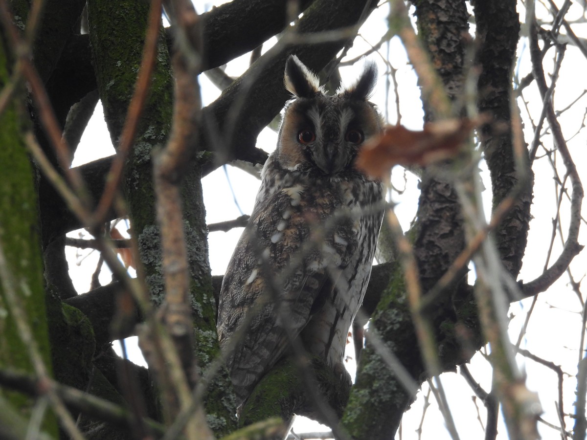 Long-eared Owl - ML616142047
