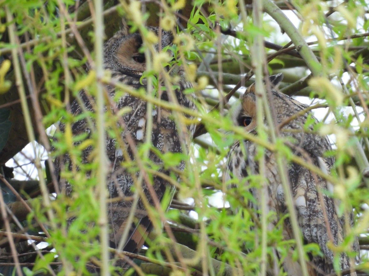 Long-eared Owl - ML616142049