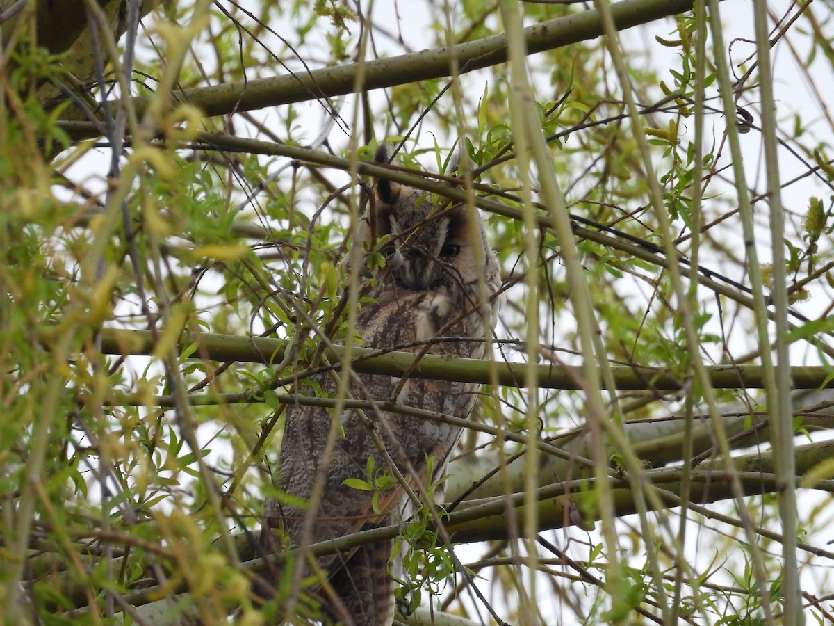Long-eared Owl - ML616142051