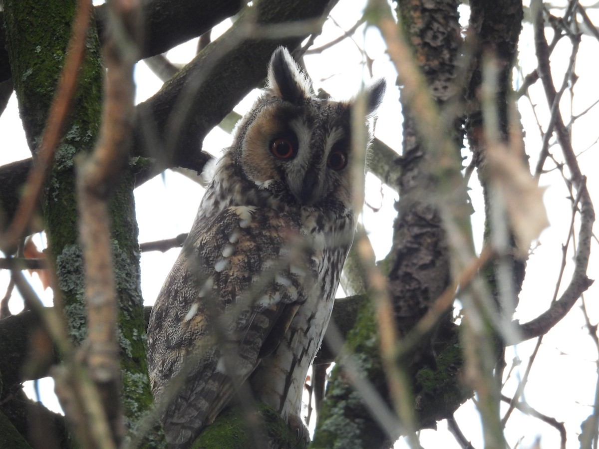 Long-eared Owl - ML616142053