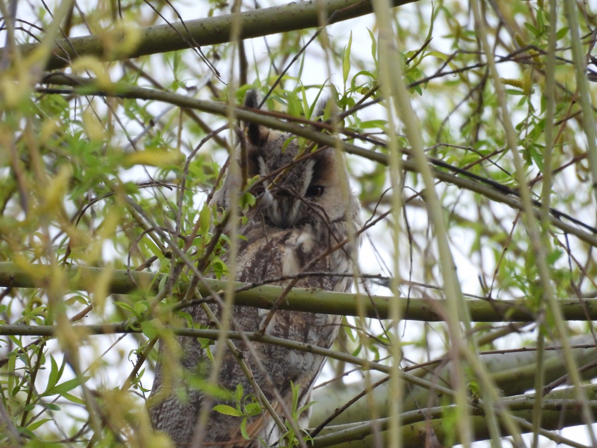 Long-eared Owl - ML616142054