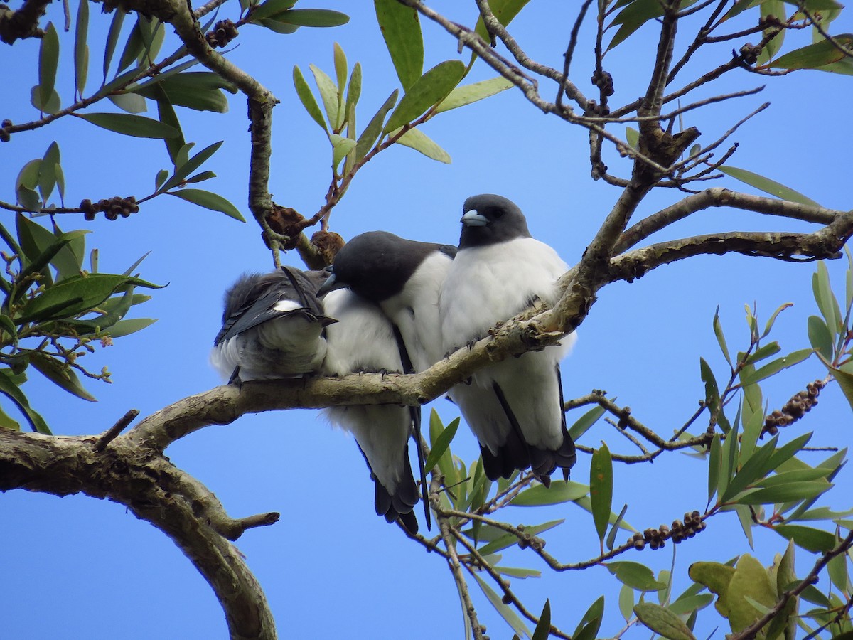 White-breasted Woodswallow - ML616142056