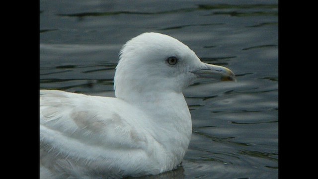 Iceland Gull (glaucoides) - ML616142164