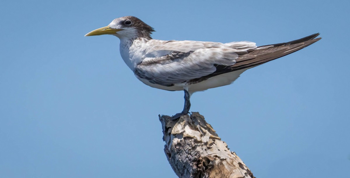 Great Crested Tern - ML616142187