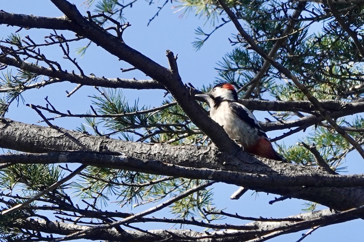 Syrian Woodpecker - ML616142401