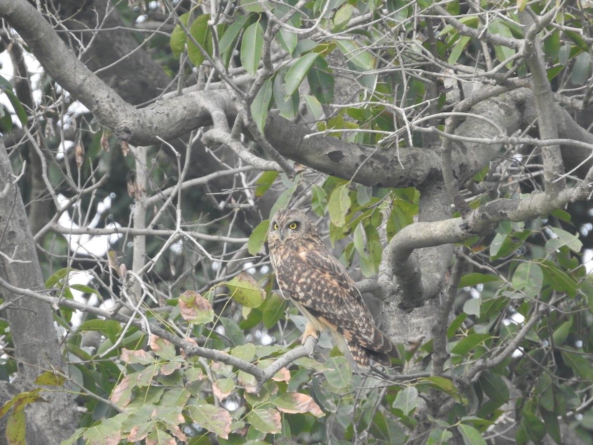 Short-eared Owl - ML616142457