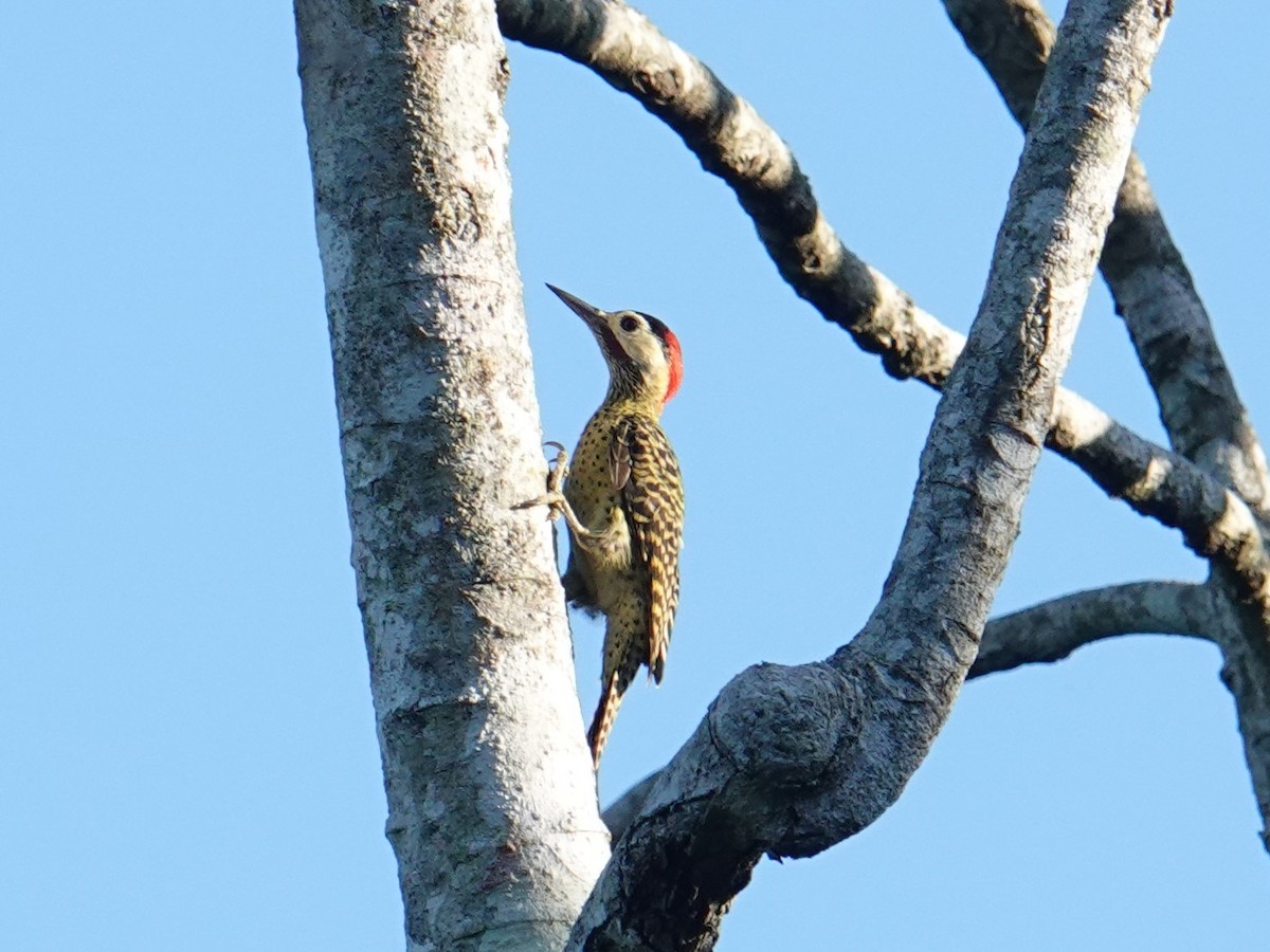 Green-barred Woodpecker (Green-barred) - ML616142528