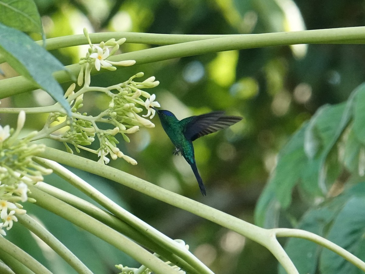 eBird Checklist - 16 Mar 2024 - Camacã--Fazenda Paris (acesso restrito ...