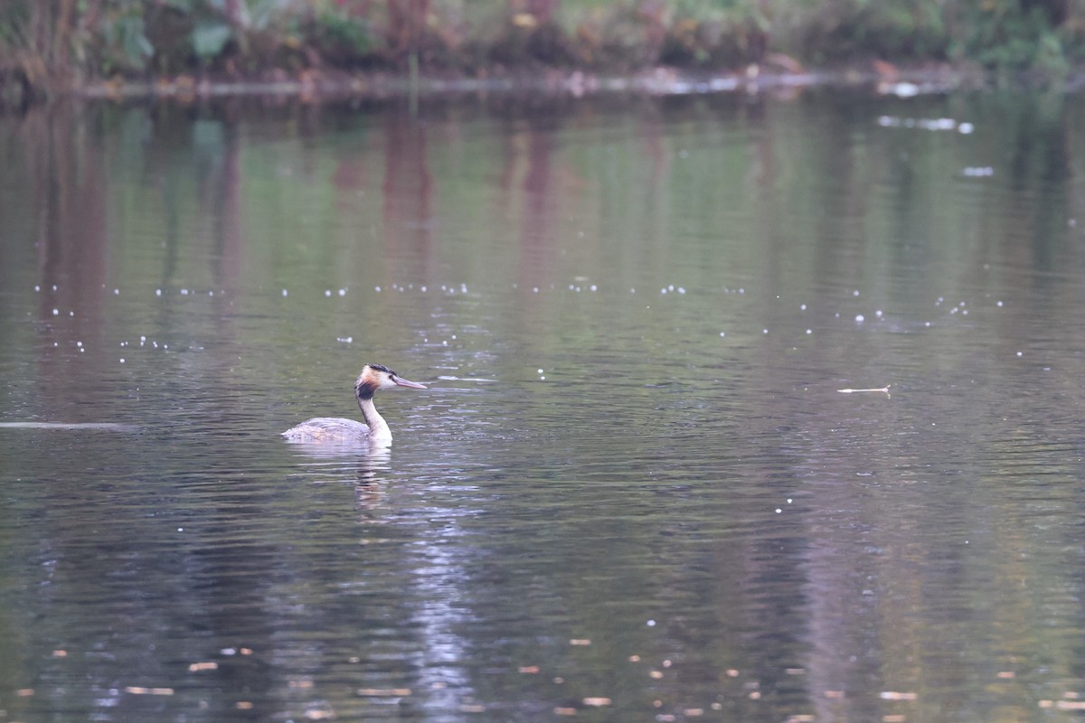 Great Crested Grebe - ML616142588