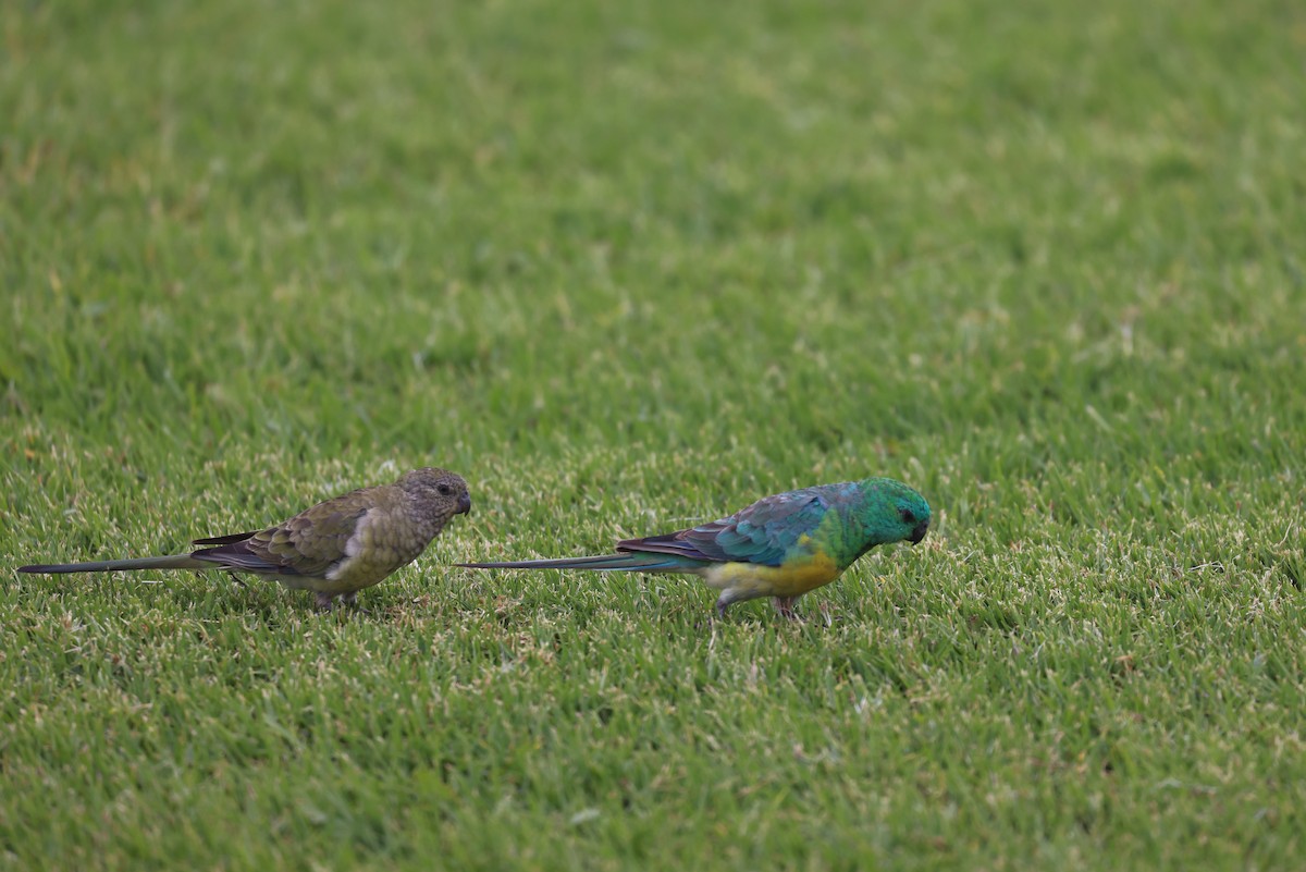 Red-rumped Parrot - ML616142601