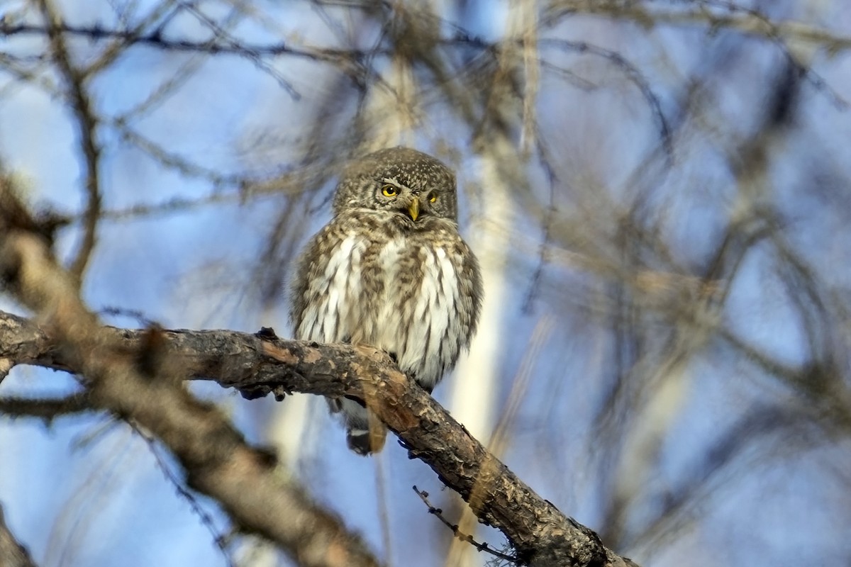 Eurasian Pygmy-Owl - ML616142619