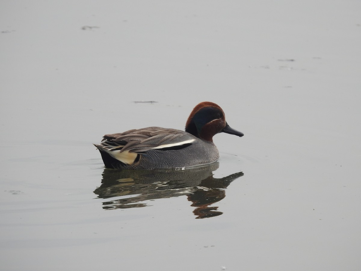 Green-winged Teal - ML616142620