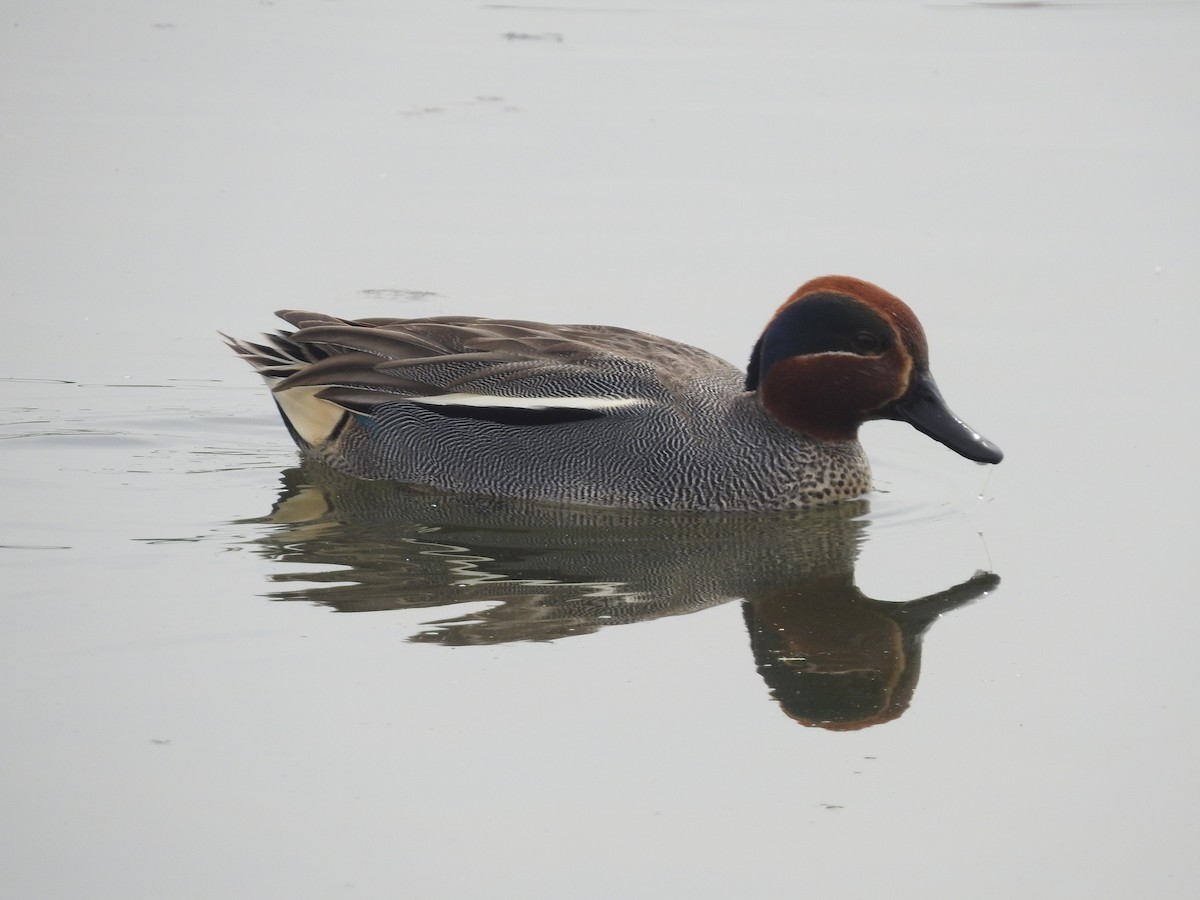 Green-winged Teal - ML616142621