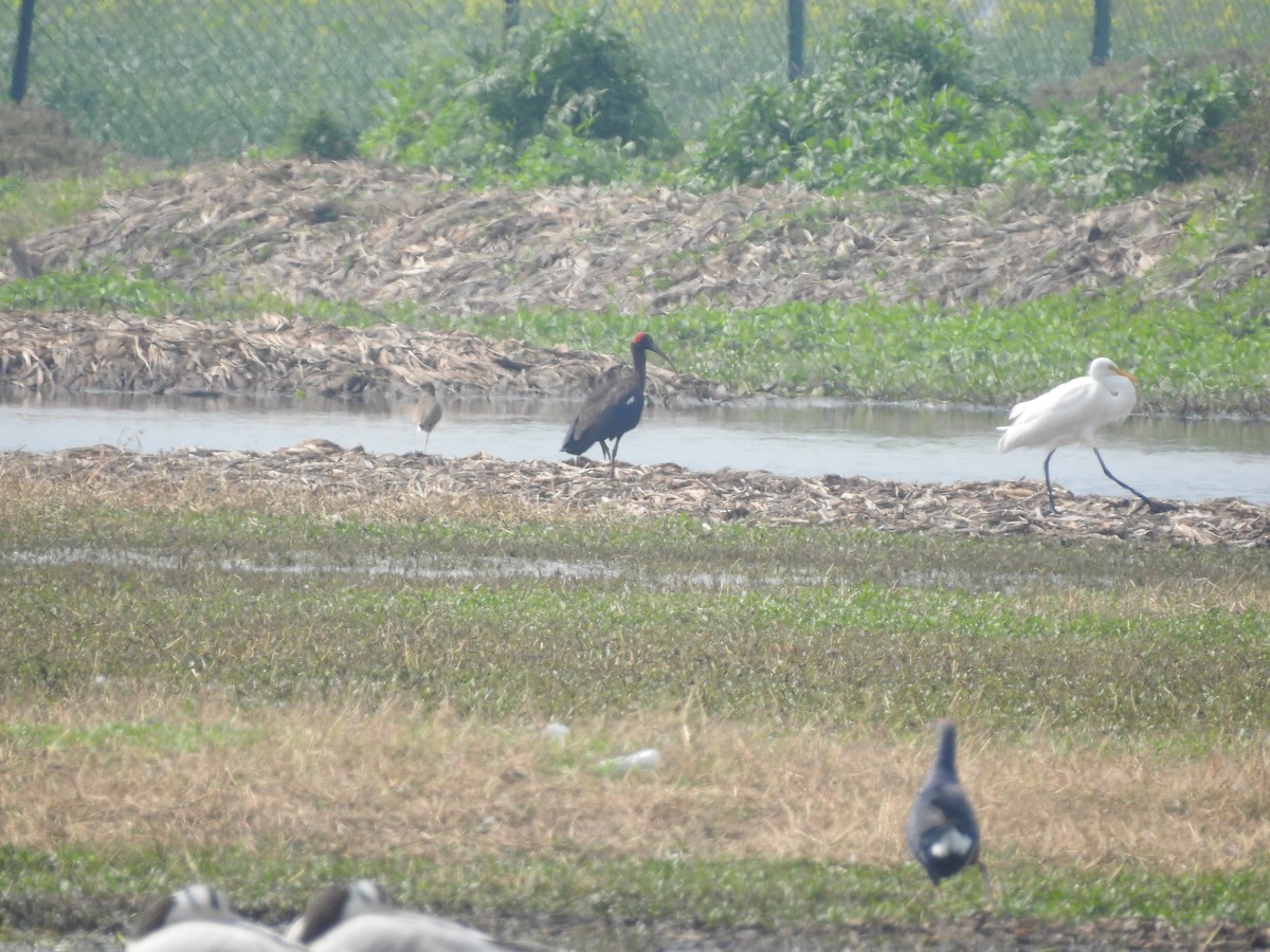 ibis bradavičnatý - ML616142654