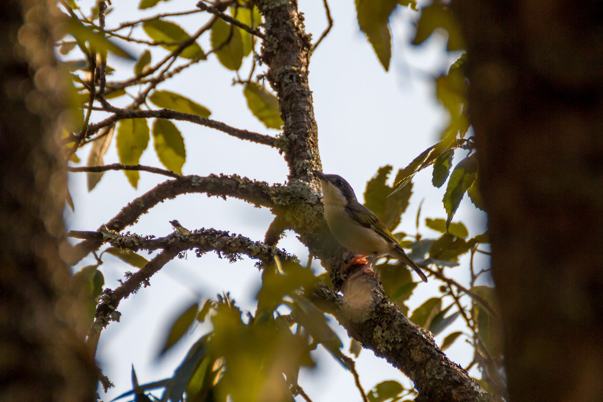 White-browed Shrike-Babbler (Himalayan) - ML616142690
