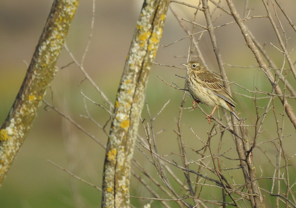 Meadow Pipit - ML616142768