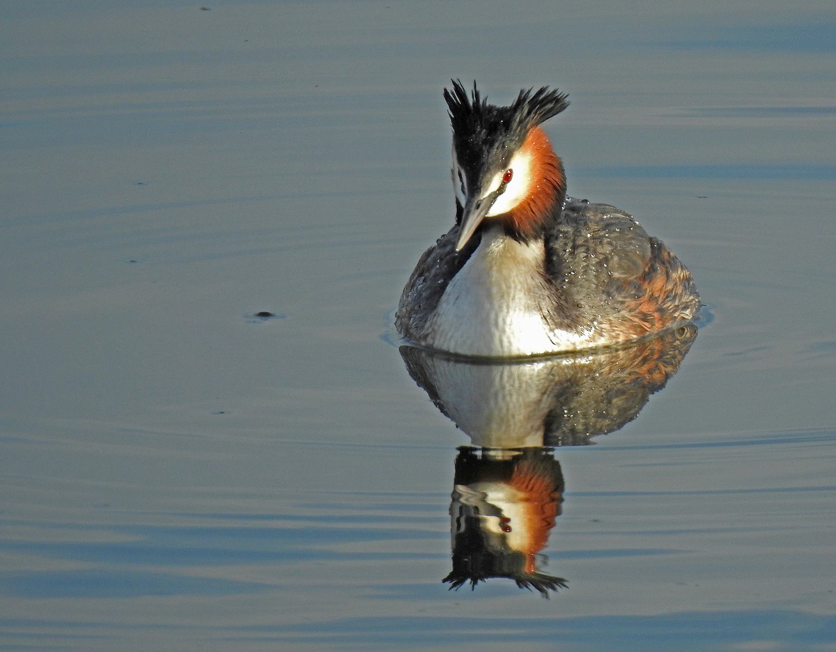 Great Crested Grebe - ML616142772