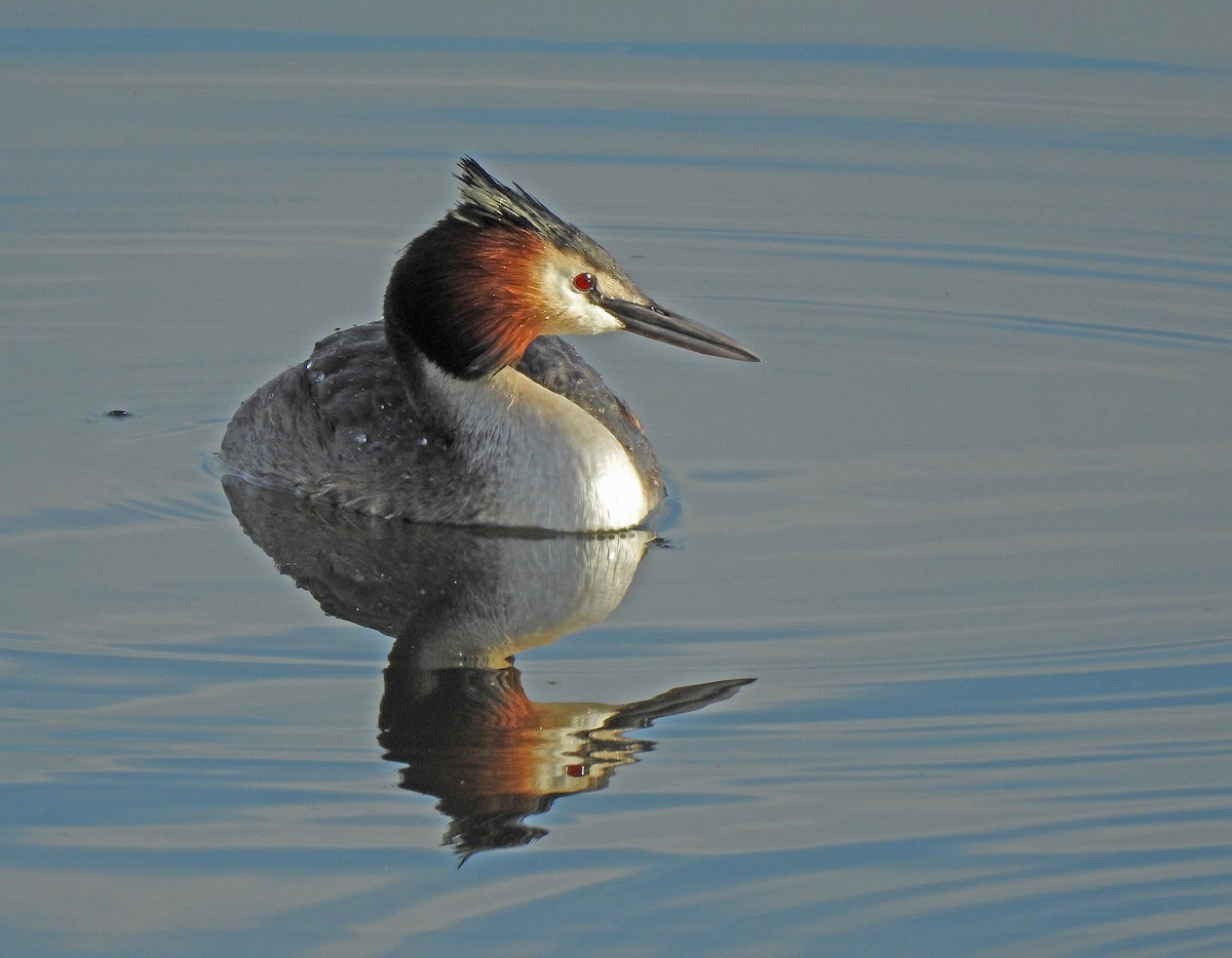 Great Crested Grebe - ML616142773