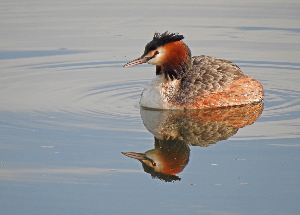 Great Crested Grebe - ML616142774
