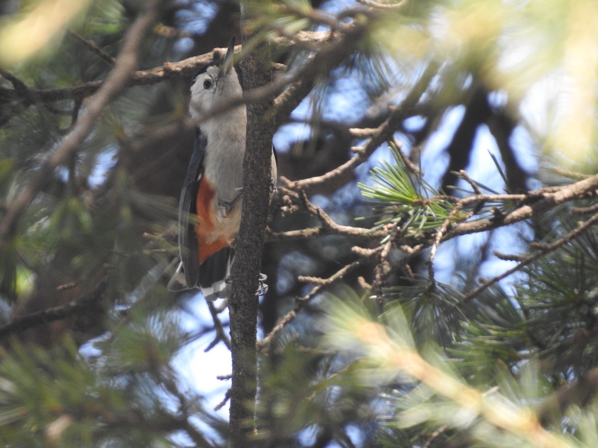 White-cheeked Nuthatch - ML616142809