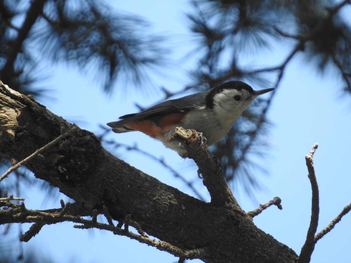White-cheeked Nuthatch - ML616142810