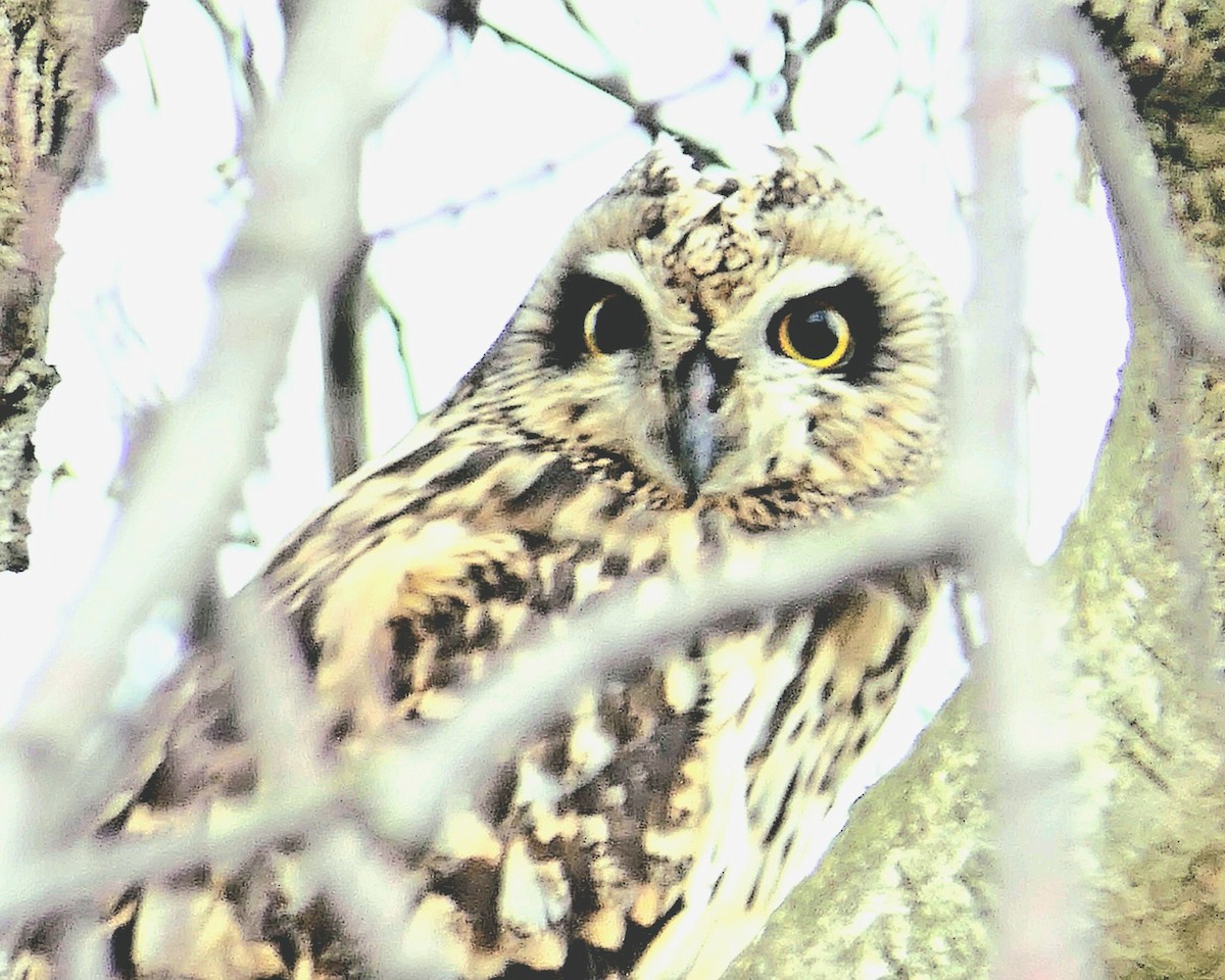 Short-eared Owl - ML616142972
