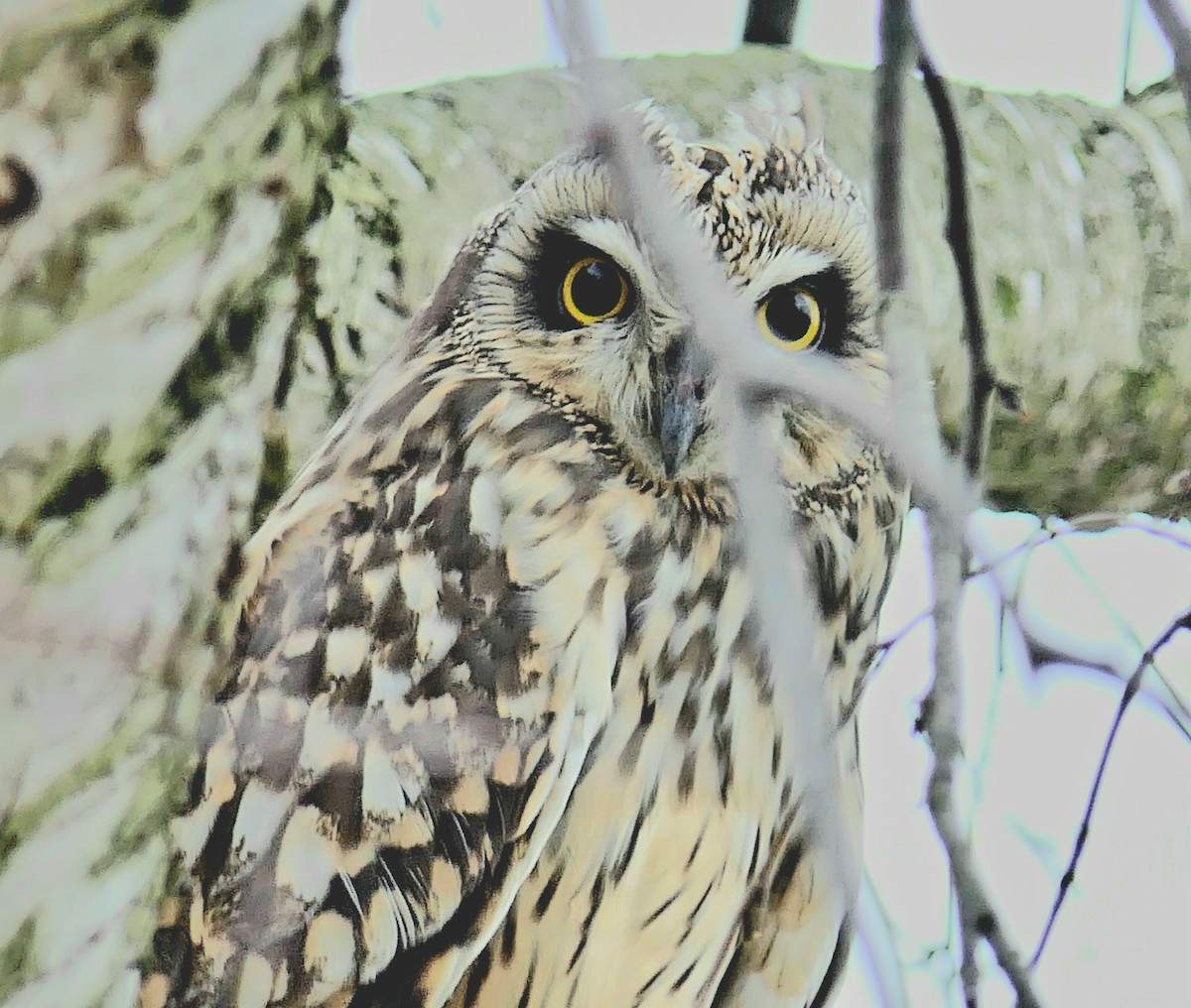 Short-eared Owl - ML616142973