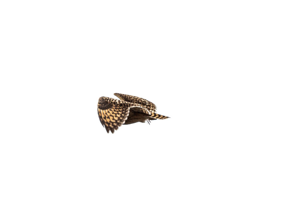Short-eared Owl - ML616142974
