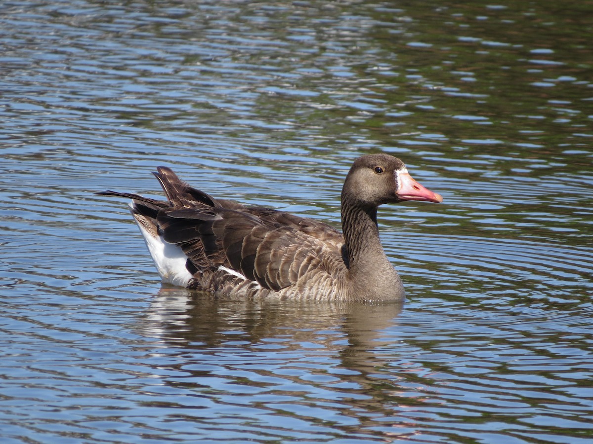 Greater White-fronted Goose - ML61614301