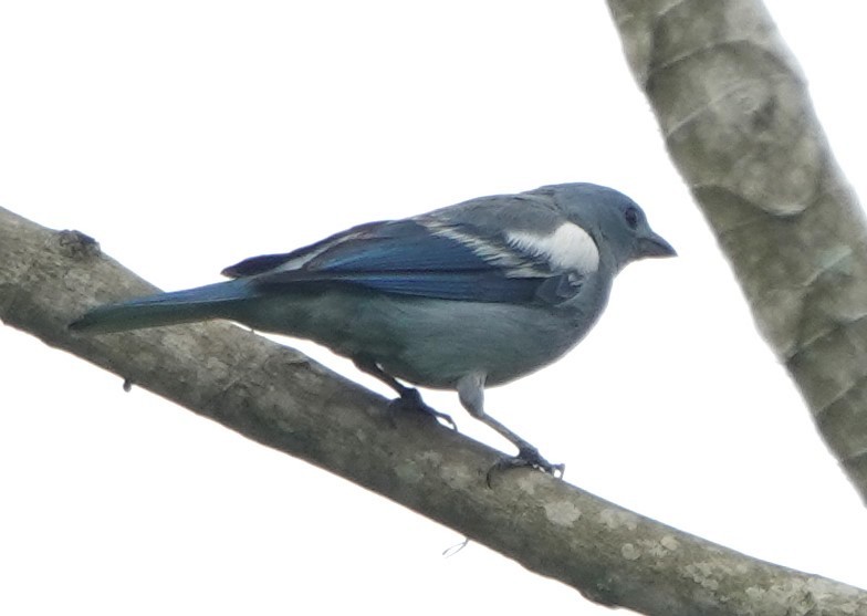 Blue-gray Tanager (White-edged) - Peter Blancher