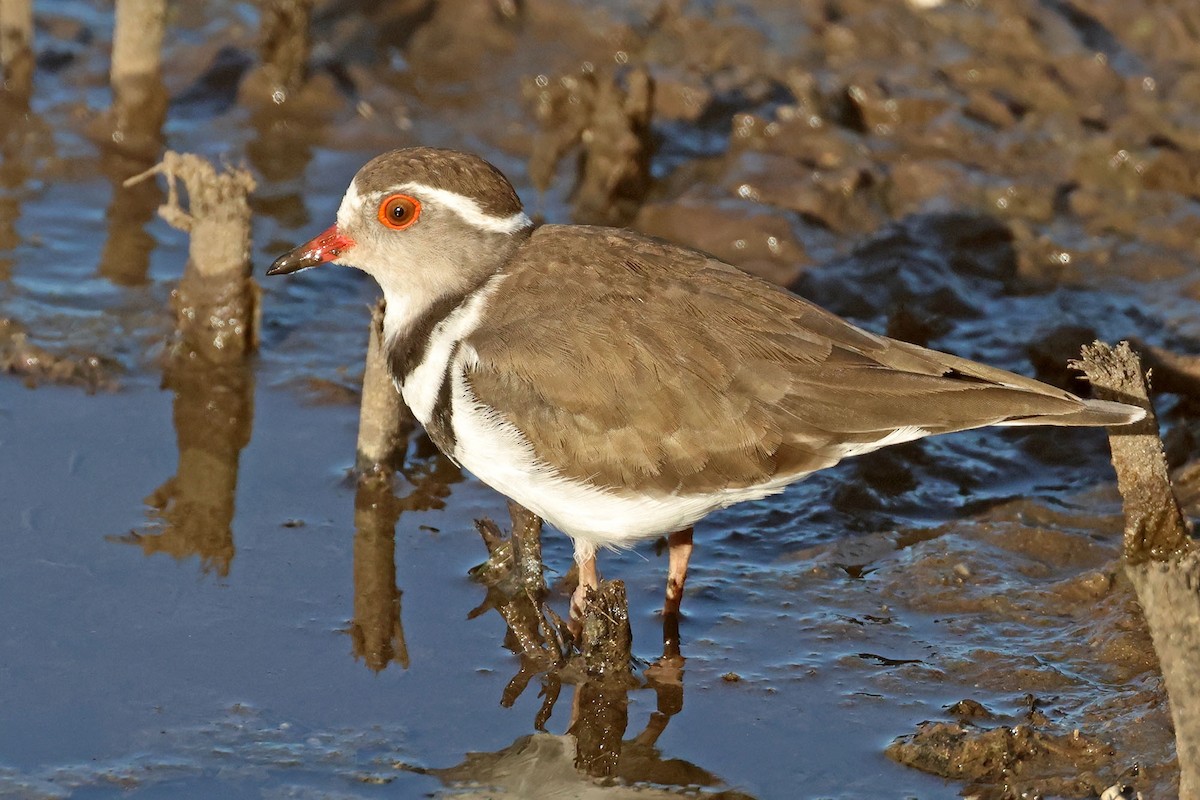 Three-banded Plover (African) - ML616143147