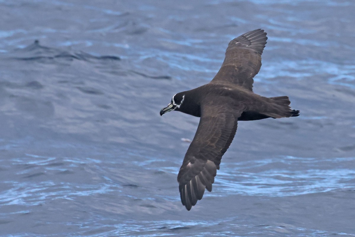 Spectacled Petrel - ML616143175