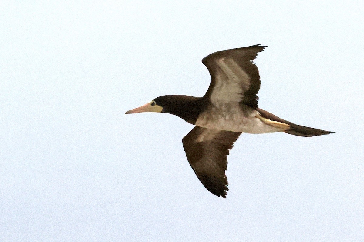 Brown Booby - ML616143190