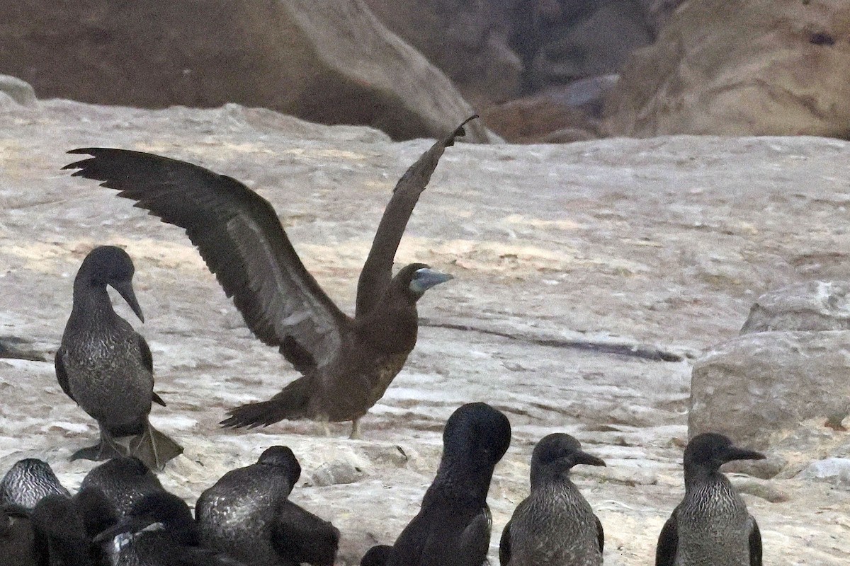 Brown Booby - ML616143191