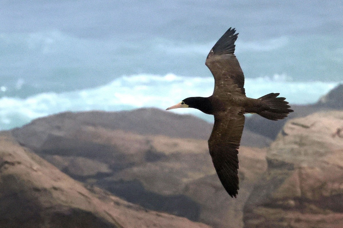 Brown Booby - ML616143192