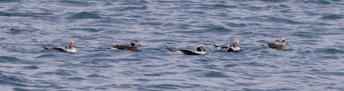 Long-tailed Duck - ML616143312