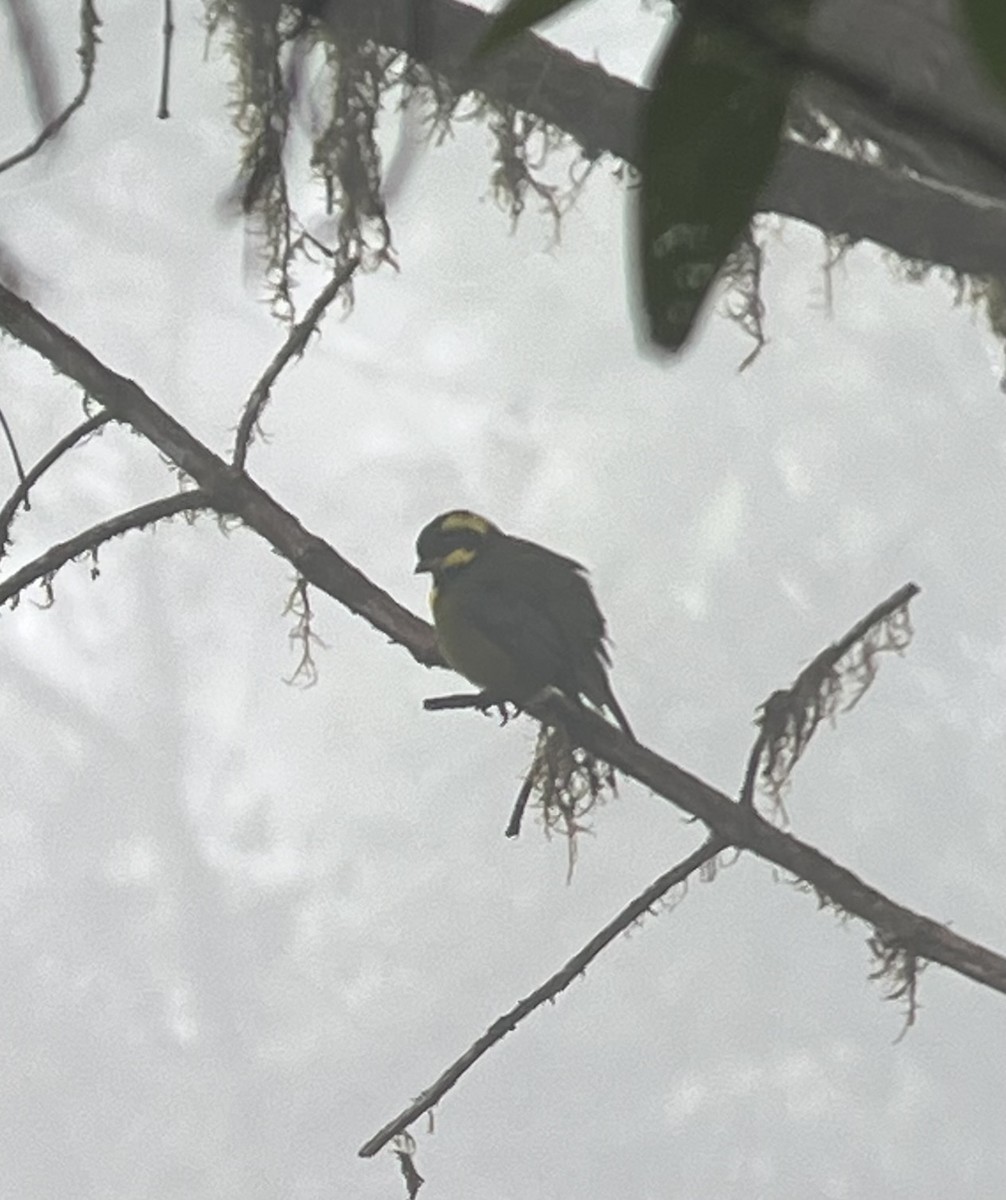 Gold-ringed Tanager - ML616143347