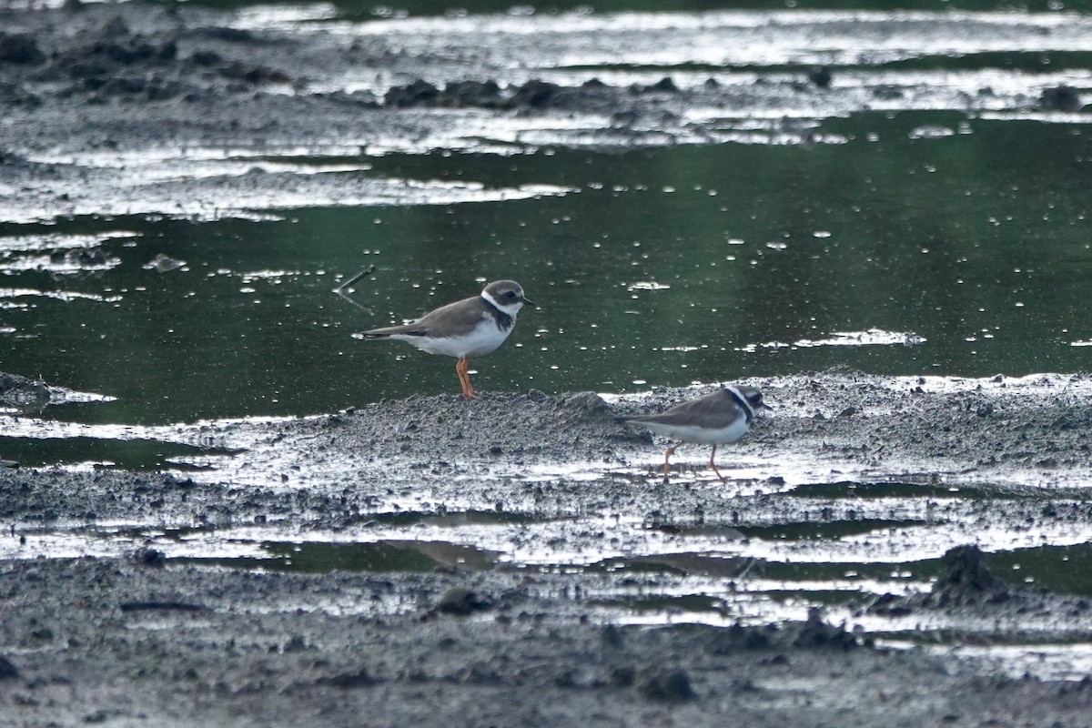 Common Ringed Plover - ML616143359