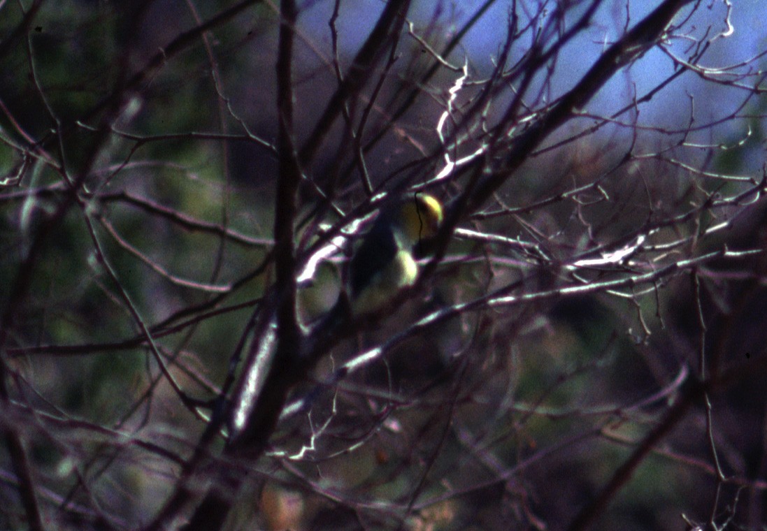 Sarı Kulaklı Serçe Papağanı - ML616143406