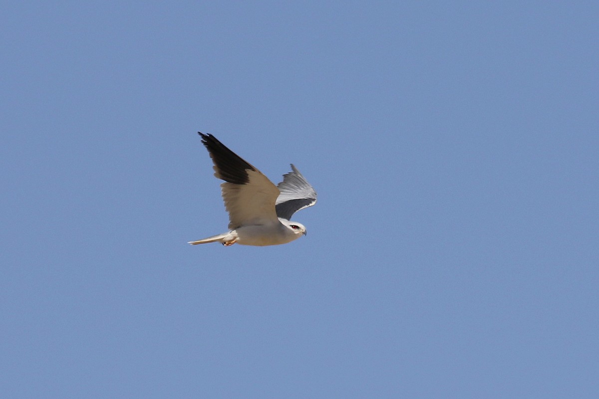 Black-winged Kite (African) - ML616143417