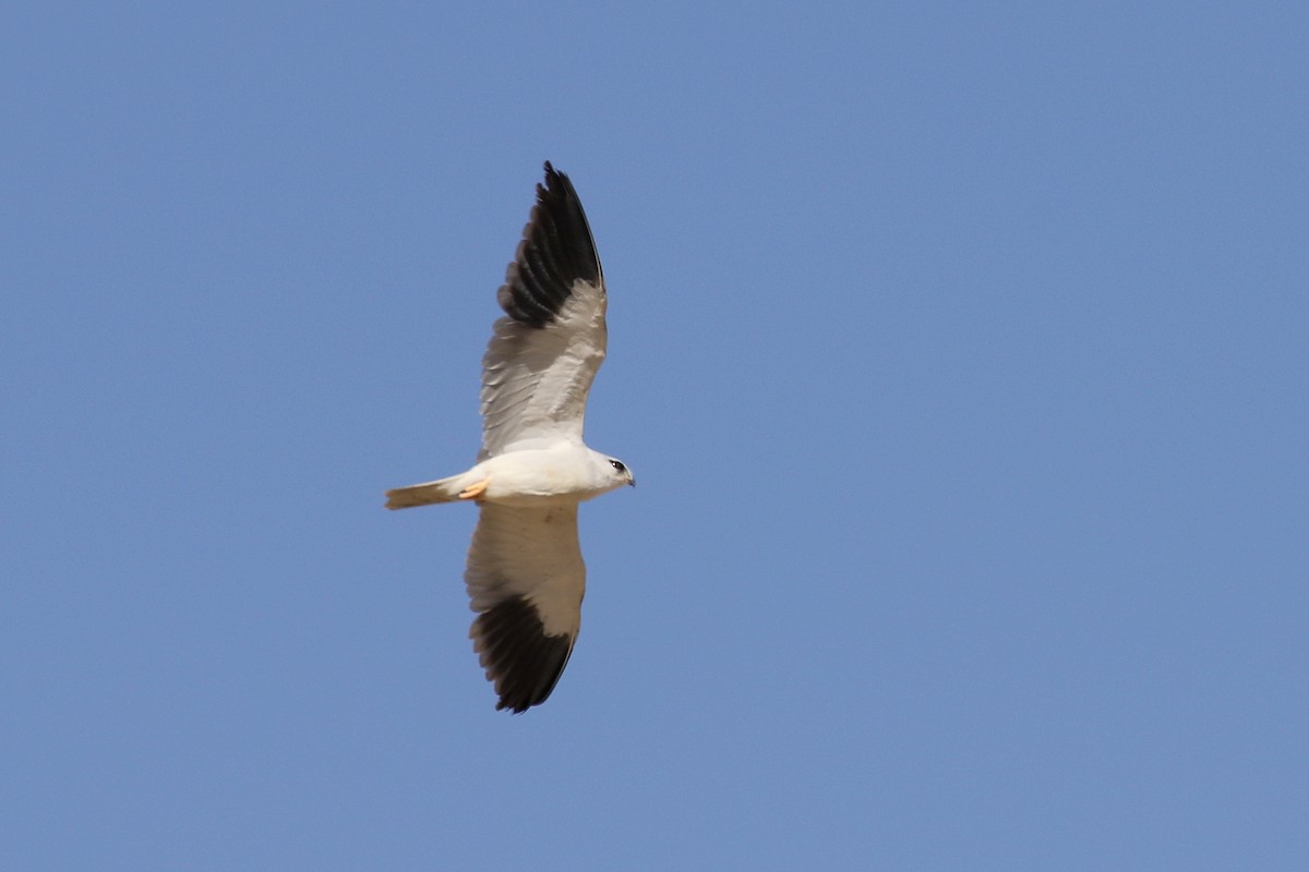 Black-winged Kite (African) - ML616143418