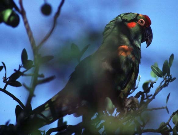 Red-fronted Macaw - ML616143461