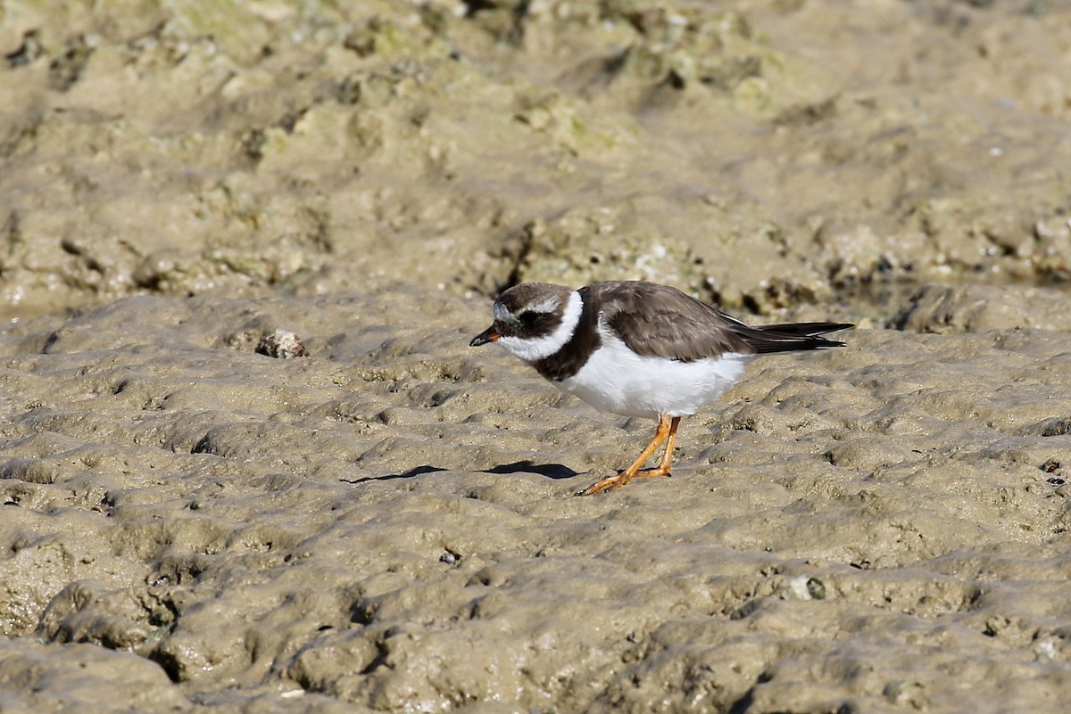 Common Ringed Plover - ML616143646