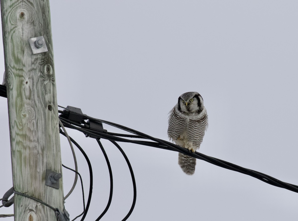 Northern Hawk Owl - ML616143704